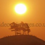 Colmers Hill Sunrise