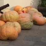Chideock Pumpkin Weigh In