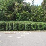 Chideock Hedge