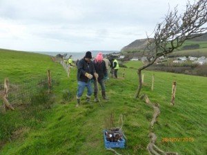 Chideock Society tree planting at East Cliff, Seatown. Nov.2015