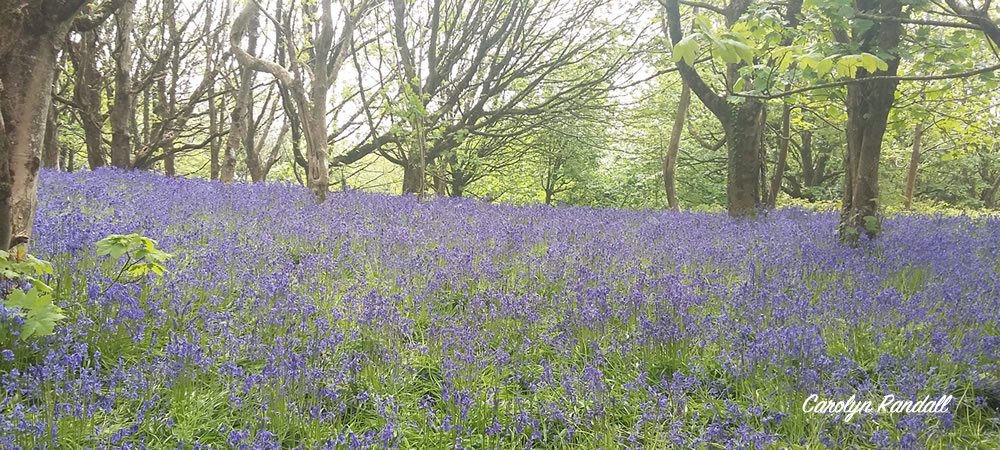 Bluebells at Eype Downs