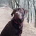 BERTIE’S FUNDRAISING UPDATE Bertie Fundraising